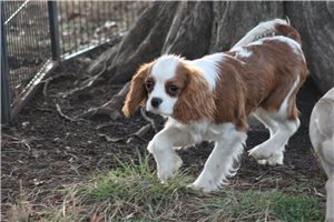 Ranger - Cavalier King Charles Spaniel for sale