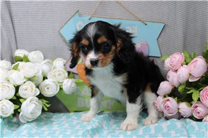 Orion - Cavalier King Charles Spaniel for sale