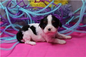 Paige - Cavalier King Charles Spaniel for sale