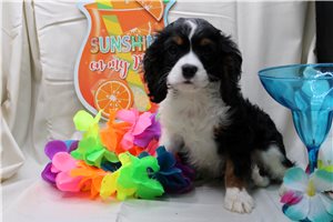 Pacino - Cavalier King Charles Spaniel for sale