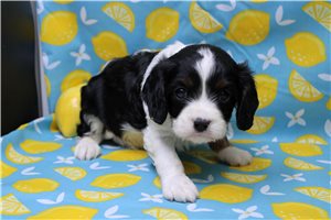 Pacino - Cavalier King Charles Spaniel for sale