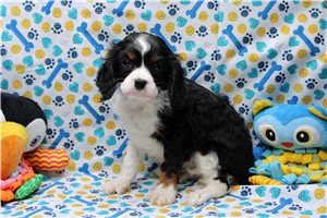 Pacino - Cavalier King Charles Spaniel for sale