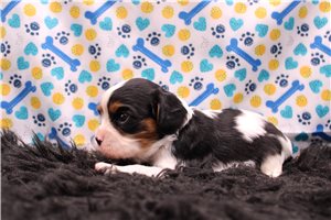 Ladora - puppy for sale