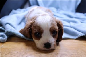 Loren - puppy for sale