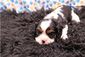 Lady - puppy for sale