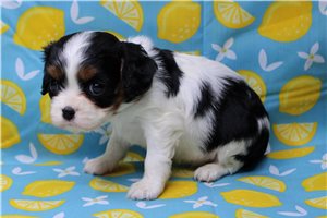 Paige - Cavalier King Charles Spaniel for sale