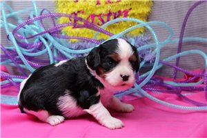 Paloma - puppy for sale