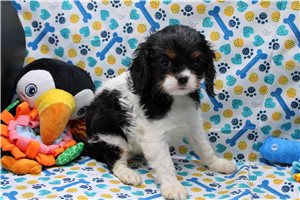 Pandora - Cavalier King Charles Spaniel for sale