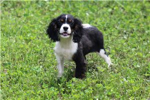 Pacino - puppy for sale