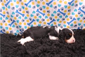 Lacey - puppy for sale