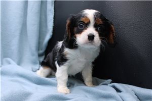 Leigh - puppy for sale