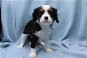 Lexi - Cavalier King Charles Spaniel for sale