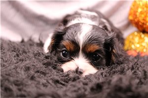 Lacey - Cavalier King Charles Spaniel for sale
