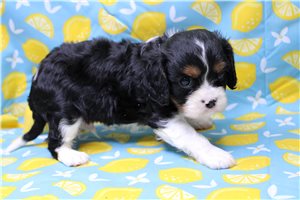 Pablo - Cavalier King Charles Spaniel for sale