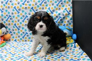 Pablo - Cavalier King Charles Spaniel for sale