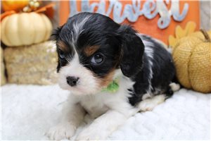 Roman - puppy for sale