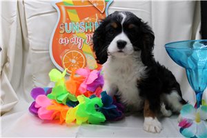 Pacino - Cavalier King Charles Spaniel for sale