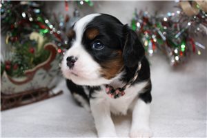 Octavia - Cavalier King Charles Spaniel for sale