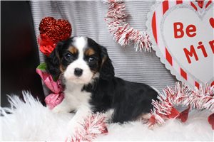 Omar - Cavalier King Charles Spaniel for sale