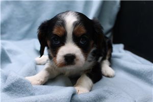 Lila - puppy for sale