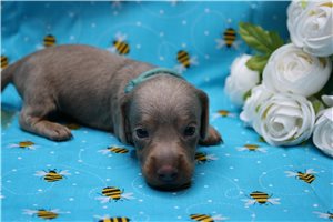 Atticus - puppy for sale