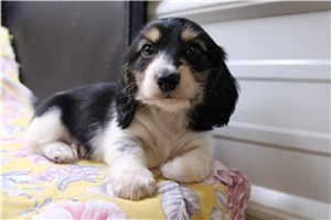 Hermes - Dachshund, Mini for sale