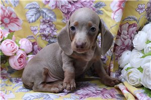 Anya - Dachshund, Mini for sale