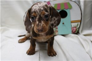 Alexis - Mini Dachshund for sale