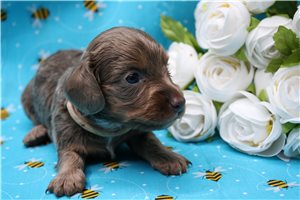 Angelica - Dachshund, Mini for sale