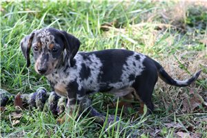 Rhett - Dachshund, Mini for sale