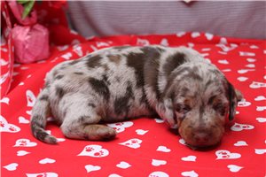 Oswald - puppy for sale