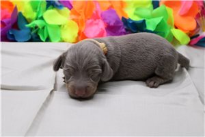 Ducky - puppy for sale