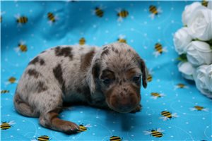 Briar - puppy for sale