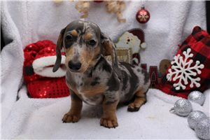 Paxton - Dachshund, Mini for sale