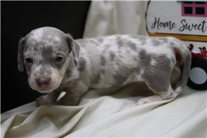 Doris - Dachshund, Mini for sale