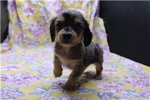 Holden - Dachshund, Mini for sale