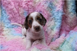 Gabriel - Dachshund, Mini for sale
