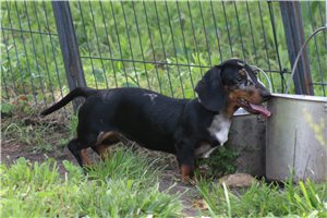 Legend - Dachshund, Mini for sale