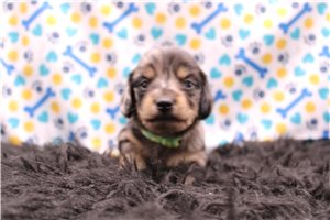 Kado - puppy for sale