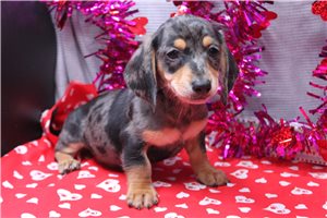 Ryan - puppy for sale