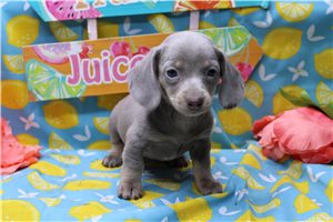 Ducky - Dachshund, Mini for sale
