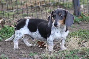 Phoenix - Dachshund, Mini for sale