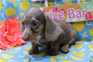 Angelica - puppy for sale