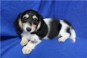 Hermes - Dachshund, Mini for sale