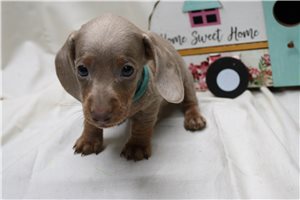 Atticus - Dachshund, Mini for sale