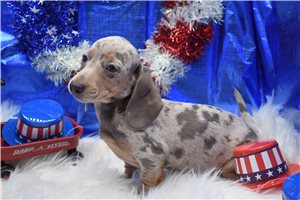 Lucy - Mini Dachshund for sale