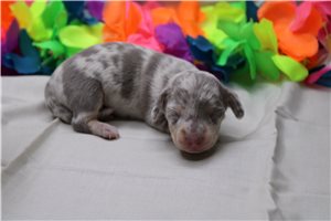 Doris - Dachshund, Mini for sale