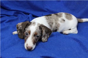 Gabriel - puppy for sale