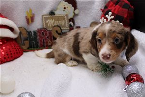 Triton - Dachshund, Mini for sale