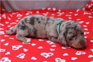 Nessie - Dachshund, Mini for sale